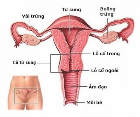 Các bệnh về tử cung thường gặp 5/10/24