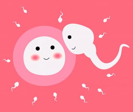 Quá trình thụ thai diễn ra như thế nào
